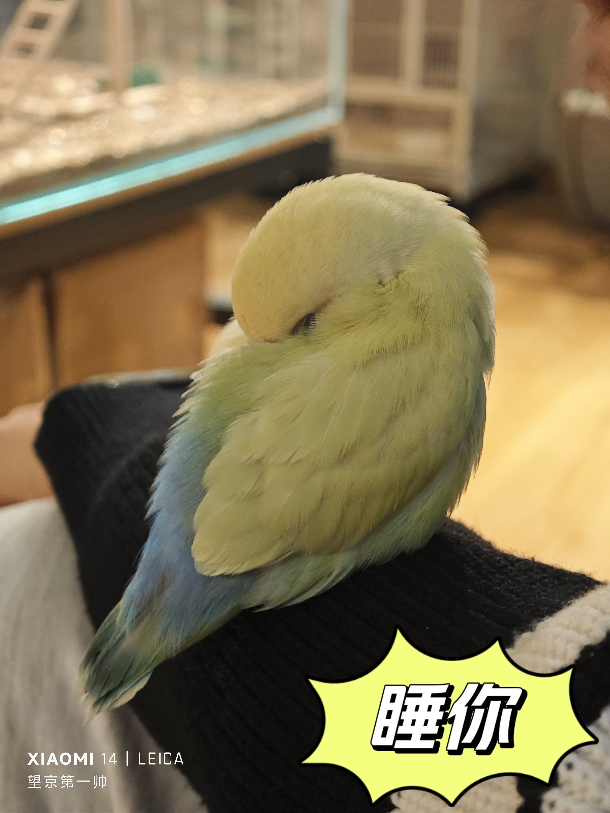 鸟鸟:睡你,叼你,看你