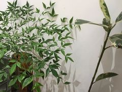 -肥朵食堂(带梦胡同店)