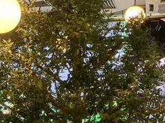 -Wagas沃歌斯(环贸店)