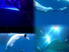 -芜湖新华联大白鲸海洋公园