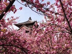 -西安青龙寺遗址景区