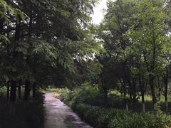 公园步道-重庆彩云湖湿地公园