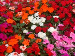 -深圳国际园林花卉博览园