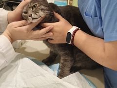-艾吉宠物医院·疑难杂症转诊中心·猫友好(碧江路院)