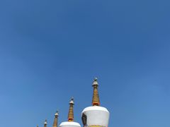 -塔尔寺菩提树