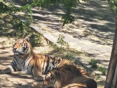 -大连森林动物园