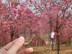 -天适樱花悠乐园