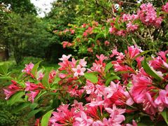 -国家植物园南园