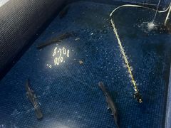 -鸿渡渔庄·特色鸭咀鱼