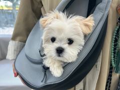 -爱侣宠医·鹦鹉专科·小型哺乳类·异宠专科(灵石路店)