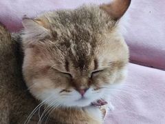 -猫在这儿猫咪咖啡馆·撸猫馆