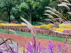 -上海共青森林公园