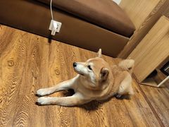 -柴务处·柴犬主题狗咖