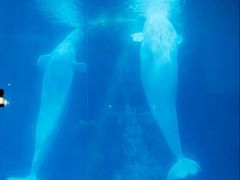 -海合安武汉极地海洋公园
