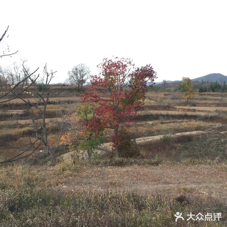 大悟红叶早已向往，今天终于来到四姑镇红叶景区