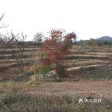 大悟红叶早已向往，今天终于来到四姑镇红叶景区