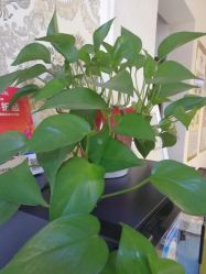 -娇诗尼亚科技健康spa美体连锁