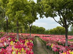 -春花秋色城市公园