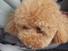 -萌兽医馆·犬猫专科·眼科中心·宠物医院(朝阳门分院)