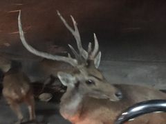 -清迈夜间动物园
