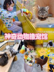 点击看大图 -神奇动物撸宠馆·羊驼·小浣熊·异宠(豫园店)