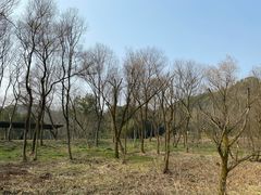 -西湖风景区-江洋畈生态公园