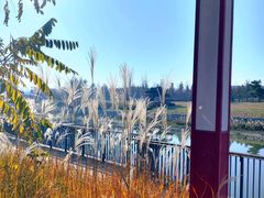 -羊亭河湿地公园