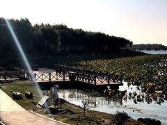 -丁香湖公园