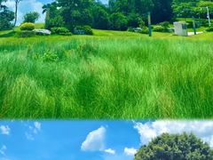 -红花山公园