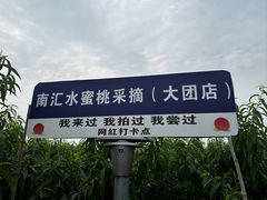 -南汇水蜜桃采摘(大团店)