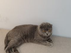 -喵宠乐园·撸猫互动·猫舍