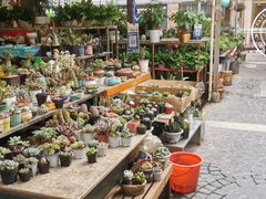 -曲阳花鸟市场(曲阳路店)