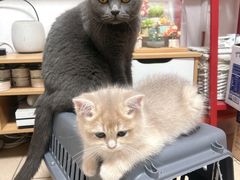 -瑞鹏宠物医院·骨科·猫科·内科(第一中心)