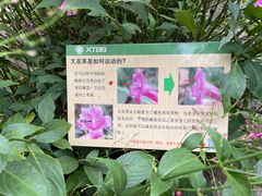 -西双版纳原始森林公园