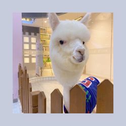 -Moni星球萌宠·小马宝莉·灵蛇·高端高阶全萌宠互动体验俱乐部(红豆国际广场店)