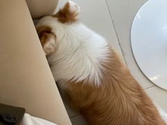 -怪兽屋·羊驼·猫咖·狗咖(俊华广场店)