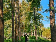 -黄海国家森林公园