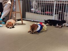 -逗柴咖啡屋·狗咖猫咖宠物桌游