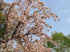 -海棠花溪(元大都城垣遗址公园)