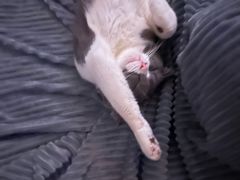 -瑞派康怡24h宠物医院·犬猫医疗中心·微创绝育(瑞景分院)