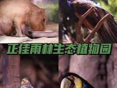 -正佳雨林生态植物园