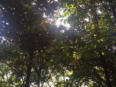 树-汇龙潭
