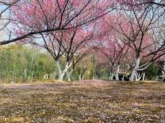 -武汉园博园(武汉自然博物馆)