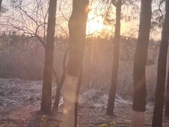 -合肥滨湖国家森林公园