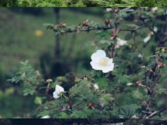 -硗碛藏寨·神木垒景区