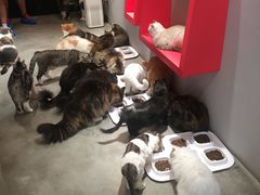 -more than meow吴止猫主题餐厅(承德 中船汇店)