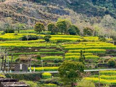 -桑洲油菜花景区