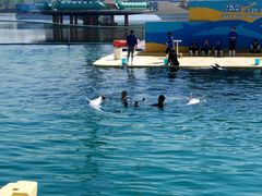 -秦皇岛乐岛海洋王国