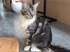 -瞄一喵猫咖(格力海岸店)