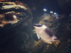 -暹罗海洋世界